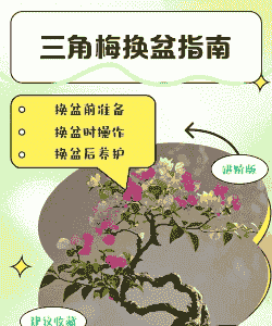 三角梅换盆方法和注意事项