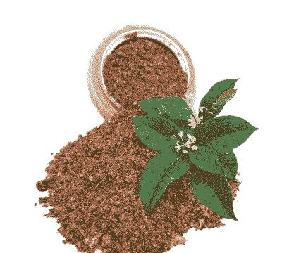 桂花喜欢酸性还是碱性