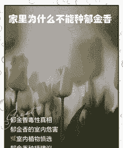家里为什么不能种郁金香