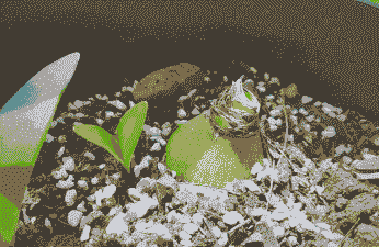 朱顶红浇水的正确方法