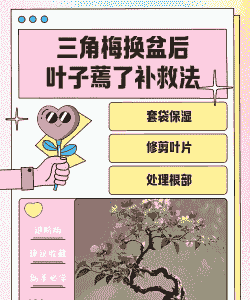 三角梅换盆后蔫了怎么办