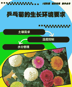 乒乓菊种子的种植方法和时间