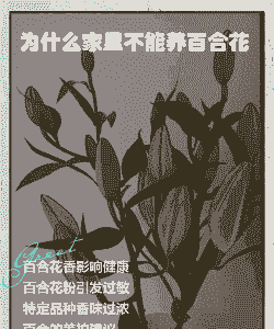 为什么家里不能养百合花