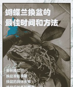 兰花换盆时间和方法