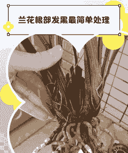 兰花根部发黑怎么办