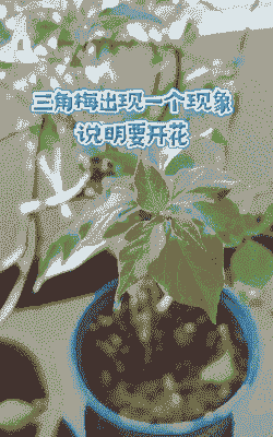 三角梅要开花的征兆