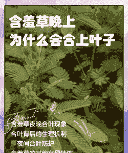 含羞草为什么晚上是闭合的
