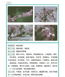 垂丝海棠什么时候开花