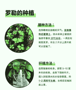 罗勒的养殖方法和注意事项