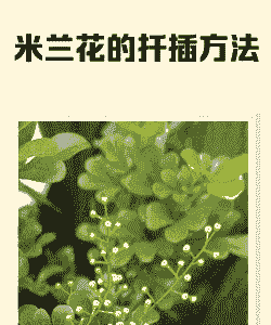 米兰扦插时间和方法