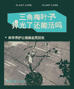 三角梅叶子掉光了还能活吗