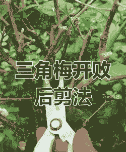 三角梅怎样修剪开花多