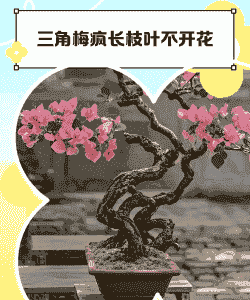 三角梅疯长枝叶不开花