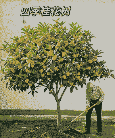 桂花树的栽种季节