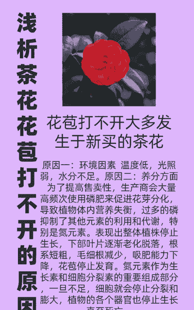 家里为什么不能养茶花