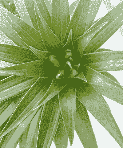 水养百合花苞一晚快速开花