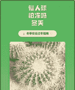 仙人球怕冻吗冬天