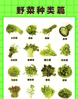 野菜种类有哪些