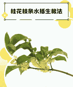 桂花枝条水插生根法