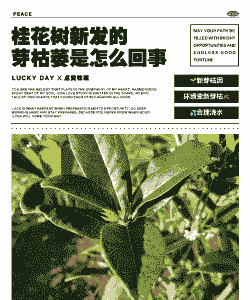 桂花树一发芽就枯了什么情况