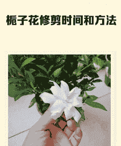 栀子花秋天可以剪枝吗