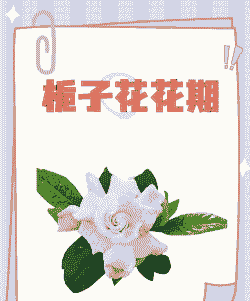 栀子花的花期在几月份