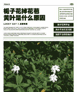 栀子花花苞发黄掉落是什么原因