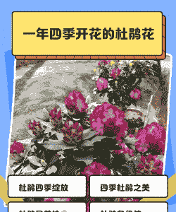 杜鹃花是四季开花吗