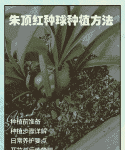 朱顶红种球几天能发芽