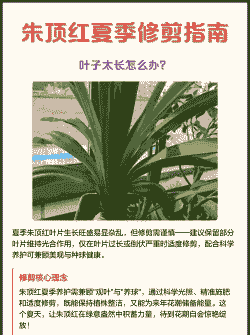 朱顶红怎么修剪