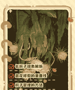 昙花长杆子多久开花