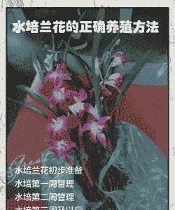 兰花可以水养吗