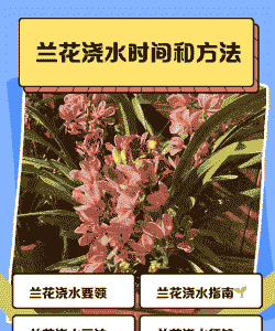 兰花翻盆后多久浇水