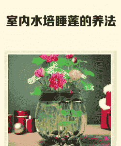 养睡莲需要多深的水位