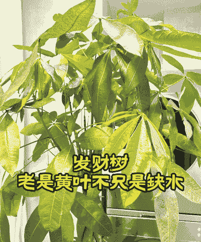 发财树叶子不能喷水吗