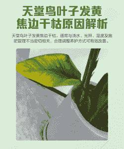 天堂鸟黄叶是怎么回事