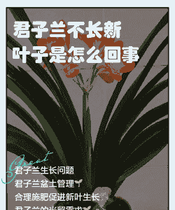 君子兰为什么不长新叶