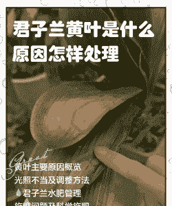 君子兰叶尖发黄什么原因