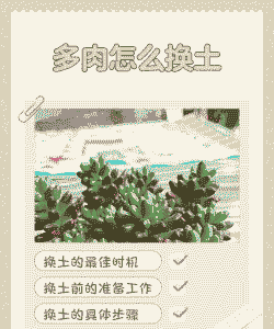 多肉多久换一次土