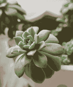 多肉没有阳光能活吗