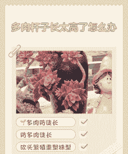 多肉长太高了怎么处理