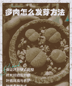 多肉老桩光杆上如何发芽