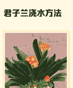 君子兰要不要浇水