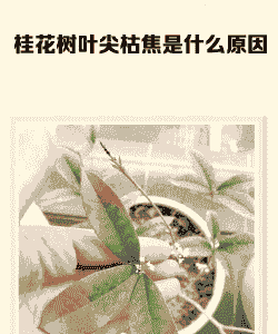 桂花从叶尖开始焦枯