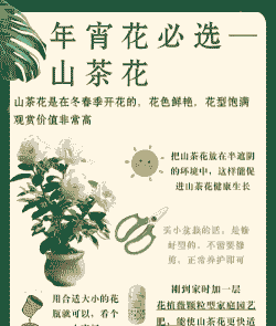 茶花的养殖方法和注意事项