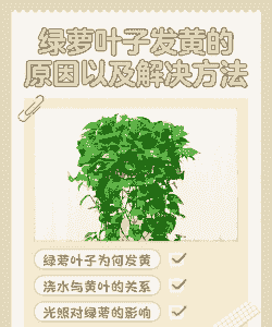 绿萝叶子发黄怎么回事