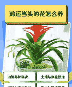 鸿运当头花怎么养