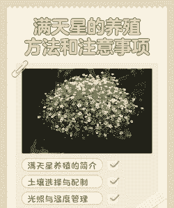 满天星怎么养