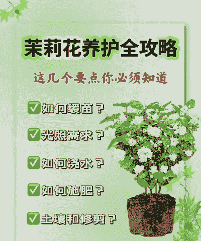 茉莉花怎么养