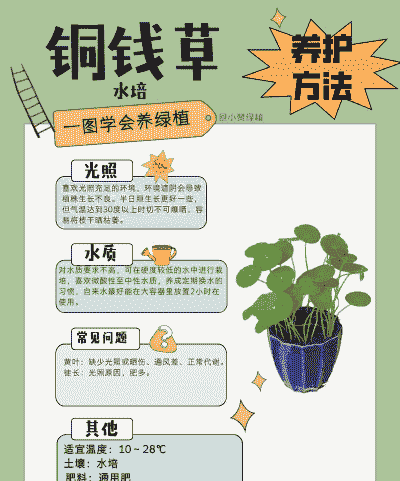 铜钱草的怎么养
